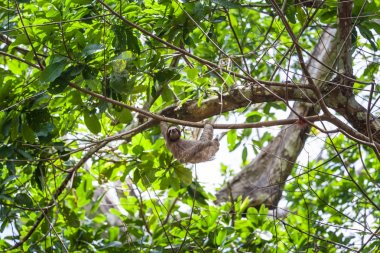 Üç - parmaklı tembel Panama ağaç üzerinde tırmanma