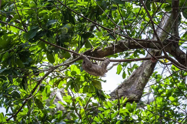 Трёхпалый ленивец залез на дерево в Панаме — стоковое фото