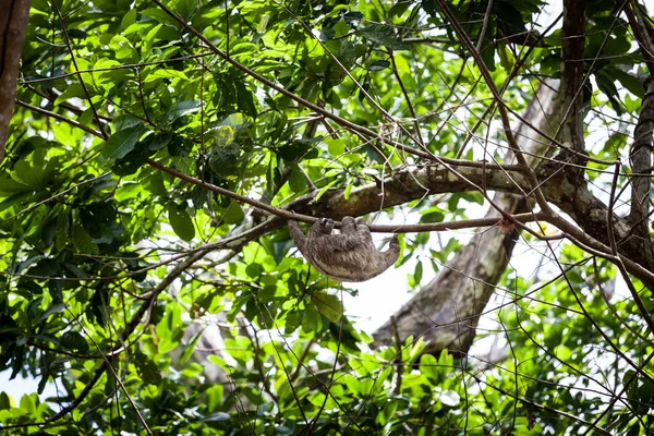 Pereza de tres dedos trepando al árbol en Panamá — Foto de Stock