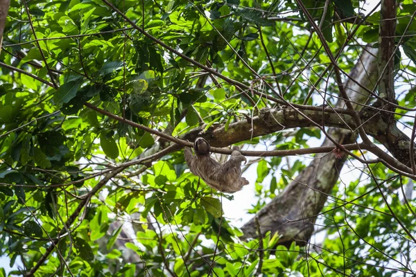 Drievingerige luiaarden klimmen op boom in Panama — Stockfoto