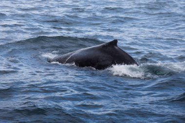 Avustralya, Sydney yakınındaki kambur balina