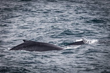 Avustralya, Sydney yakınındaki kambur balina