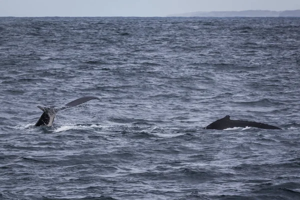 Avustralya, Sydney yakınındaki kambur balina