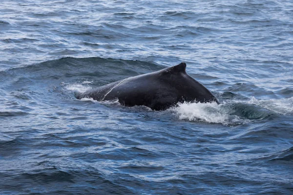Avustralya, Sydney yakınındaki kambur balina