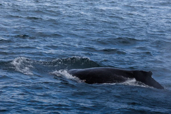 Горбатий кит в Австралії, поблизу Сідней — стокове фото