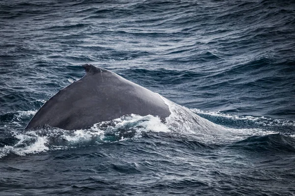 Avustralya, Sydney yakınındaki kambur balina