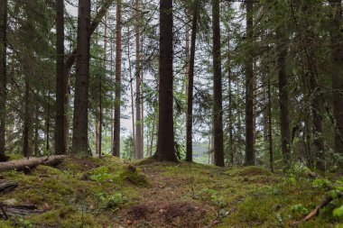 Lahti, Finlandiya için güzel derin orman