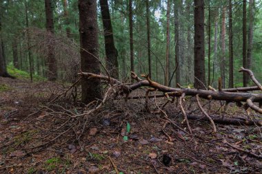 Lahti, Finlandiya için güzel derin orman