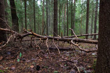 Lahti, Finlandiya için güzel derin orman