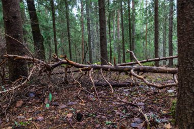 Lahti, Finlandiya için güzel derin orman