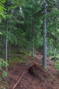 Lahti, Finlandiya için güzel derin orman