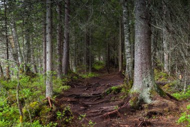 Lahti, Finlandiya için güzel derin orman