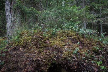 Lahti, Finlandiya için güzel derin orman