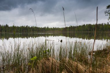 Lahti, Finlandiya için güzel derin orman