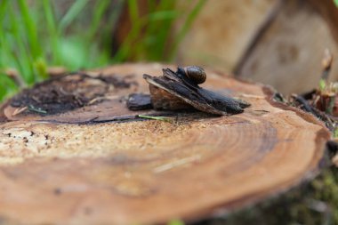 salyangoz kütük üstünde