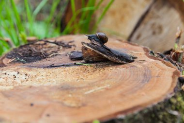 salyangoz kütük üstünde