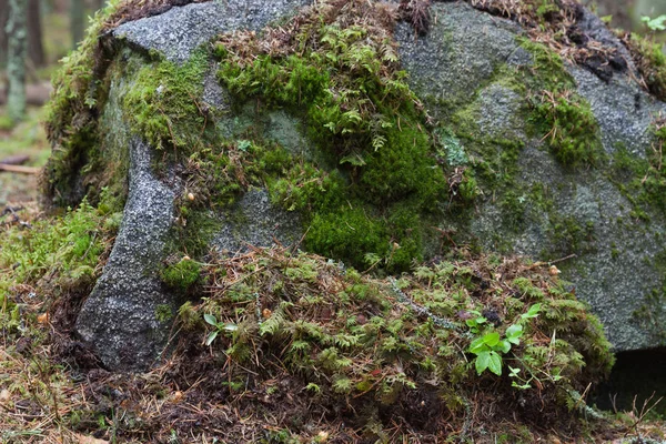 Lahti, Finlandiya için güzel derin orman