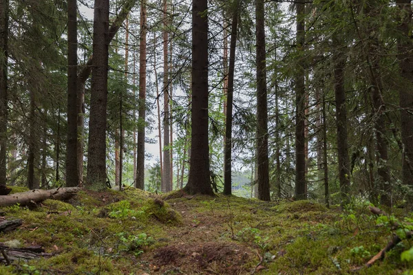 Lahti, Finlandiya için güzel derin orman