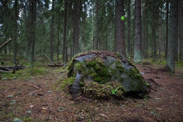 Lahti, Finlandiya için güzel derin orman