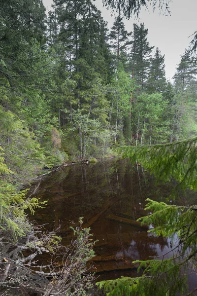 Lahti, Finlandiya için güzel derin orman
