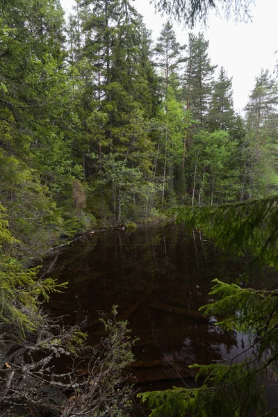 Lahti, Finlandiya için güzel derin orman