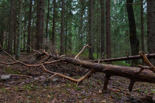 Lahti, Finlandiya için güzel derin orman