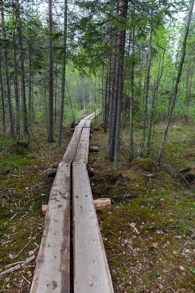 Lahti, Finlandiya için güzel derin orman