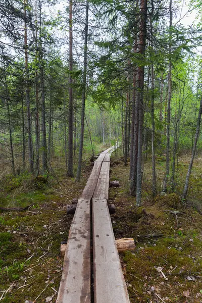 Hermoso bosque profundo en Lahti, Finlandia — Foto de Stock