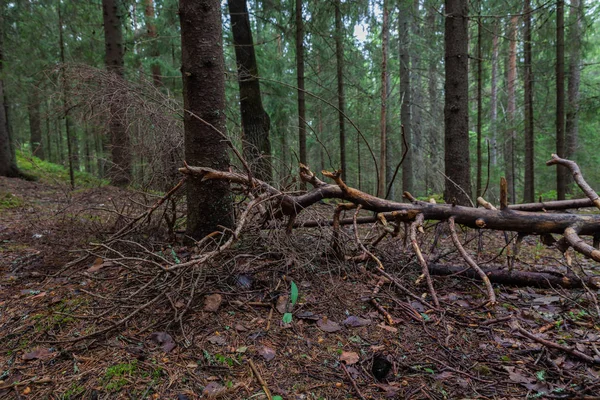 Lahti, Finlandiya için güzel derin orman