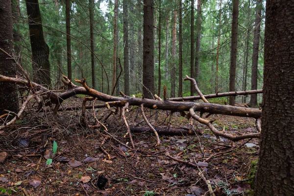 Lahti, Finlandiya için güzel derin orman