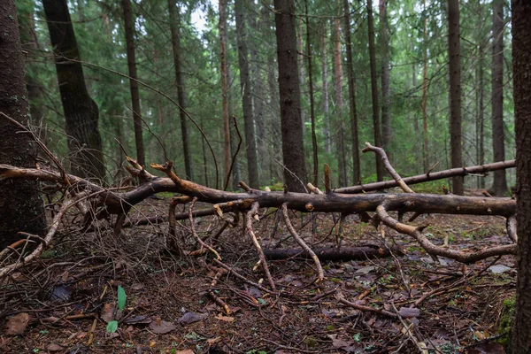 Lahti, Finlandiya için güzel derin orman