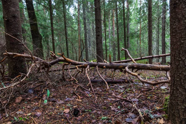 Lahti, Finlandiya için güzel derin orman
