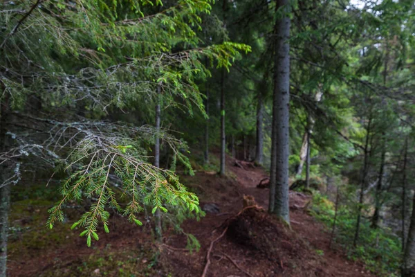 Hermoso bosque profundo en Lahti, Finlandia — Foto de Stock