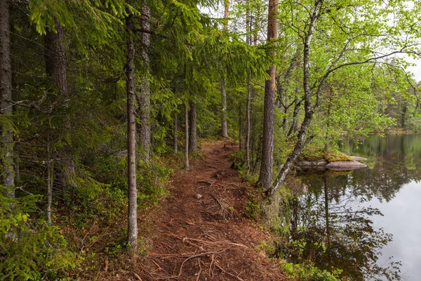 Красиві глибині лісу в Лахті, Фінляндія — стокове фото