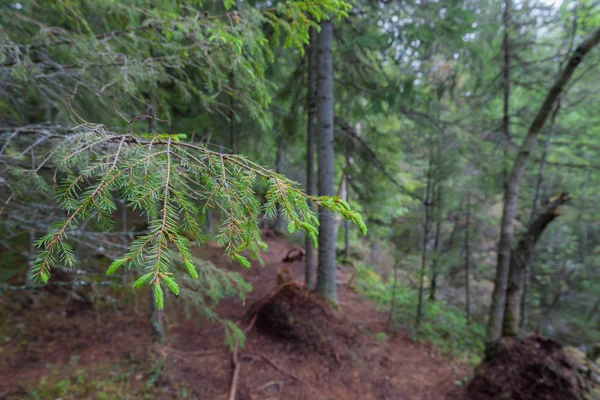 Lahti, Finlandiya için güzel derin orman