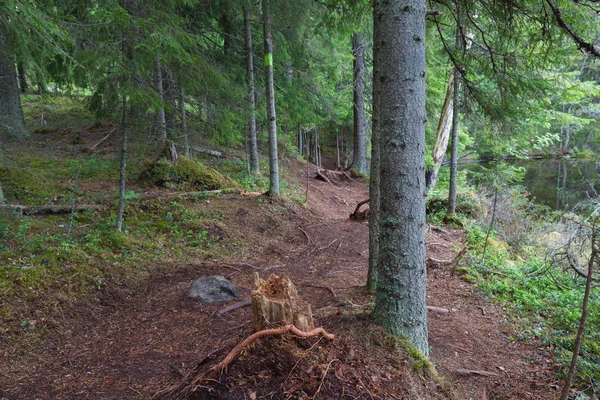 Lahti, Finlandiya için güzel derin orman