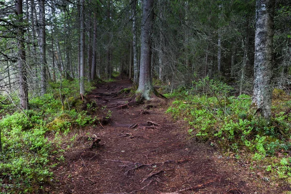 Lahti, Finlandiya için güzel derin orman