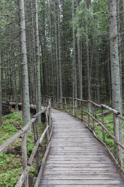 Belle forêt profonde à Lahti, Finlande — Photo
