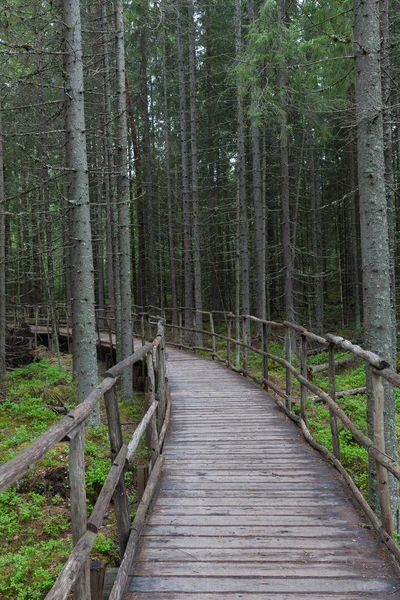 Lahti, Finlandiya için güzel derin orman