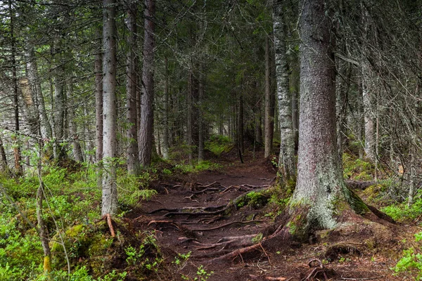 Lahti, Finlandiya için güzel derin orman
