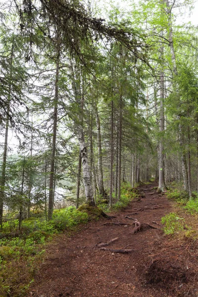 Piękna, głębokie lasy w Lahti, Finlandia — Zdjęcie stockowe