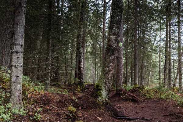 Belle forêt profonde à Lahti, Finlande — Photo