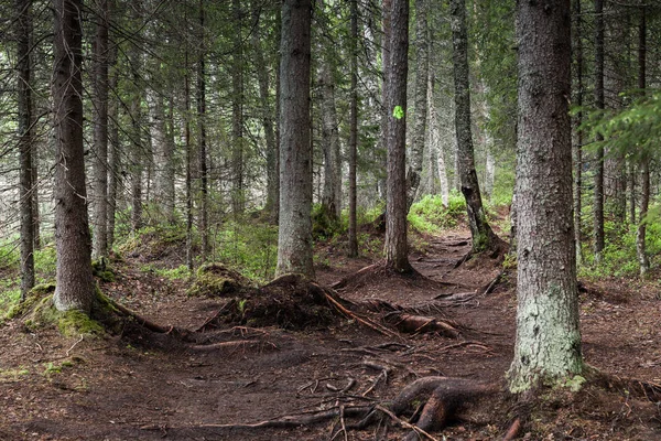 Lahti, Finlandiya için güzel derin orman