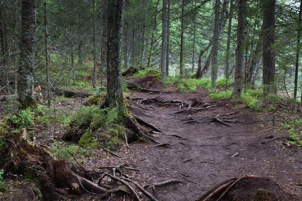 Lahti, Finlandiya için güzel derin orman