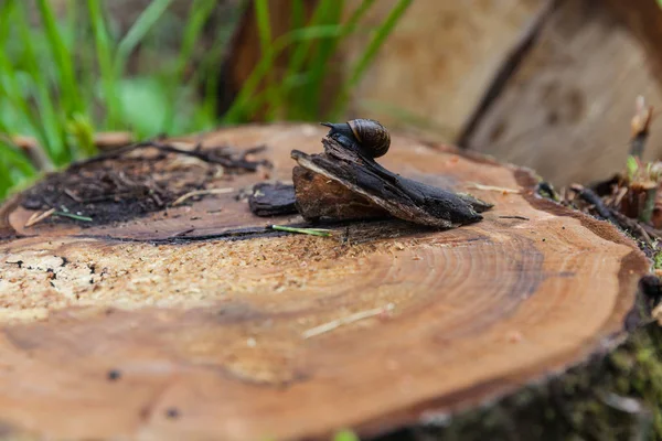 salyangoz kütük üstünde