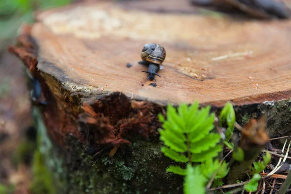 salyangoz kütük üstünde