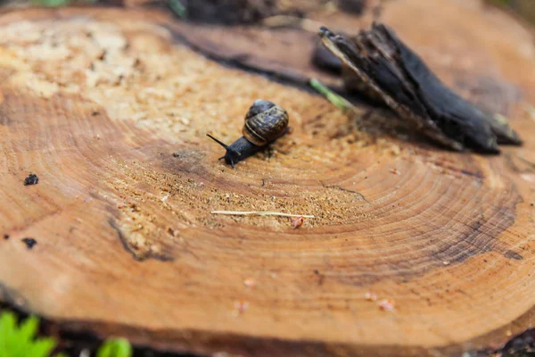 salyangoz kütük üstünde