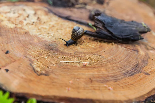 salyangoz kütük üstünde