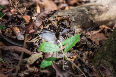 Armadillo Panama yağmur ormanlarında 