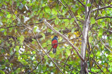 Kafes kuyruklu trogon Panama Milli Parkı'nda
